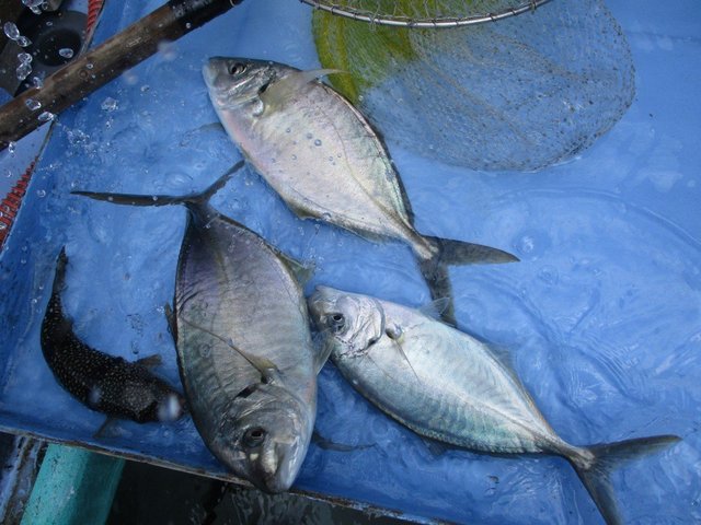 シマアジ 3匹 の釣果 年4月10日 海正丸 千葉 釣割