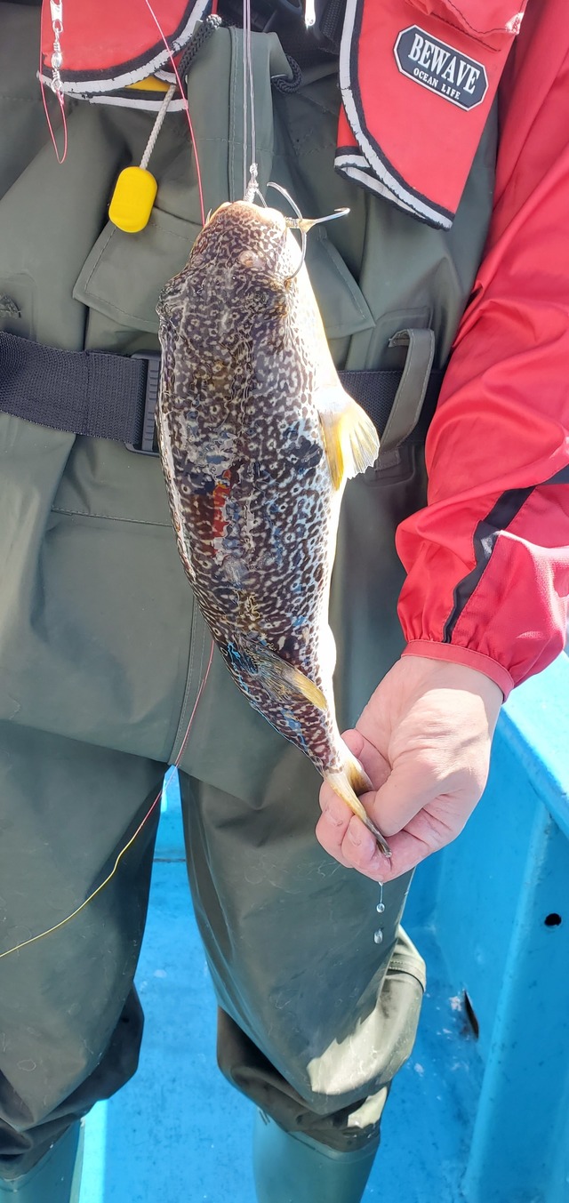 ショウサイフグ38cm 14匹 の釣果 年5月17日 宗和丸 茨城 鹿嶋新港 釣り船予約 釣割