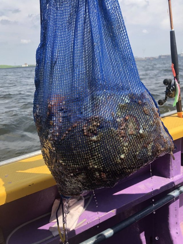 マダコ1 50kg 匹 の釣果 年6月16日 つり幸 神奈川 釣割