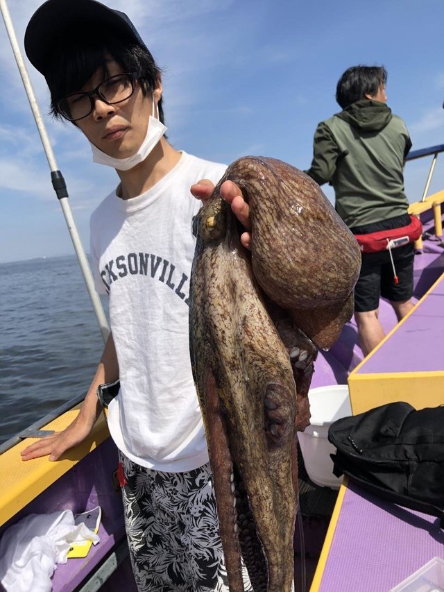 マダコ2 45kg 匹 の釣果 年6月17日 つり幸 神奈川 釣割
