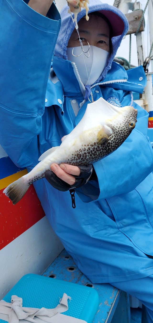 ショウサイフグ36cm 3匹 の釣果 年6月21日 宗和丸 茨城 鹿嶋新港 釣り船予約 釣割