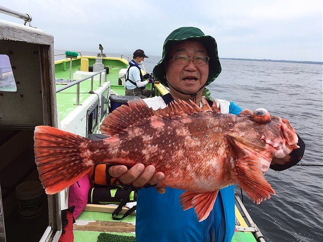 カサゴ25cm 匹 の釣果 年7月3日 新修丸 神奈川 釣割