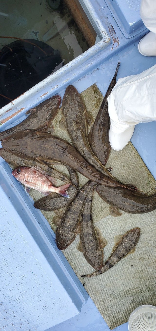 マゴチ62cm 10匹 の釣果 年7月6日 宗和丸 茨城 釣割