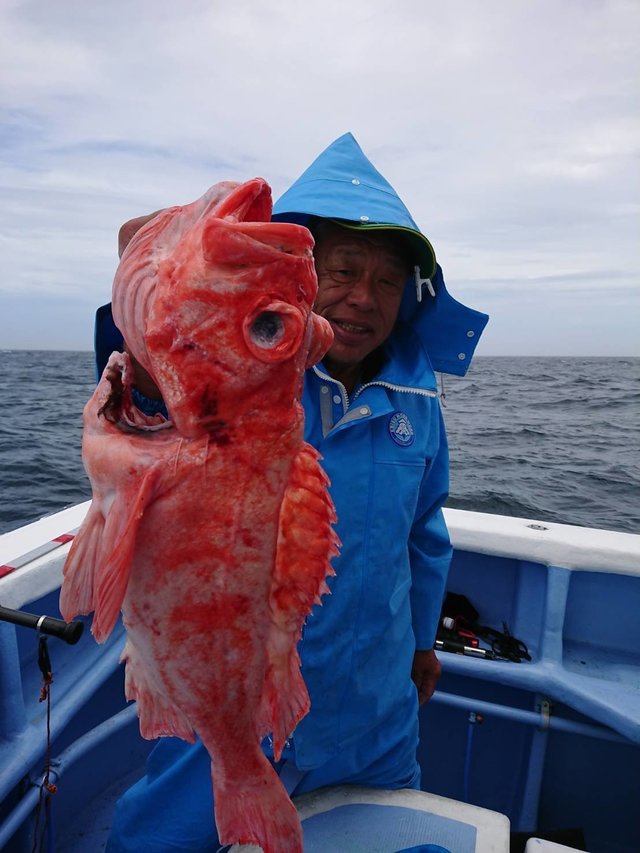 メヌケ3 50kg 3匹 の釣果 年7月6日 幸栄丸 茨城 鹿嶋旧港 釣り船予約 釣割