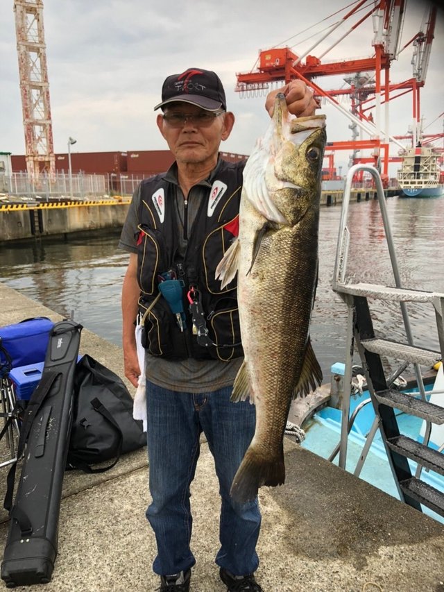 シーバス77cm の釣果 年7月11日 神戸渡船 兵庫 神戸港 釣割 シーバス77cm の釣果 年7月11日 神戸渡船 兵庫 神戸港 釣割