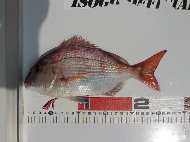 アジ23cm 49匹 の釣果 年8月9日 磯子海づり施設 神奈川 磯子港 釣割