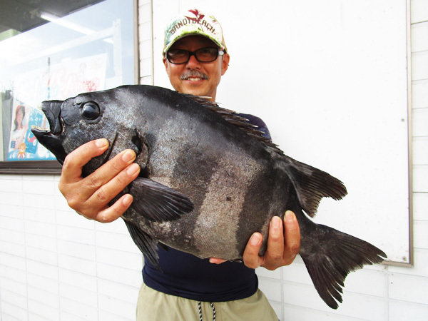 イシダイ55cm 1匹 の釣果 年8月17日 いとう釣具店 海渡 新潟 直江津漁港 釣割