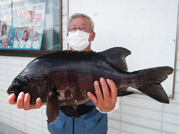 イシダイ53cm 1匹 の釣果 年8月18日 いとう釣具店 海渡 新潟 直江津漁港 釣割