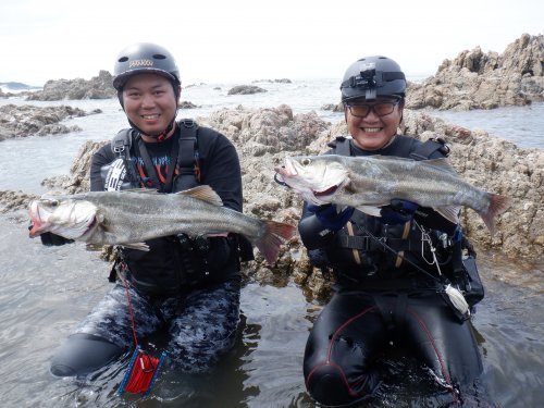 シーバス60cm 2匹 の釣果 年9月4日 本間釣具店 新潟 釣割