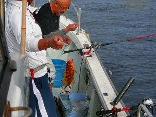 アコウ の釣果 年9月5日 海釣り大好き 鳥取 酒ノ津西波止 釣割