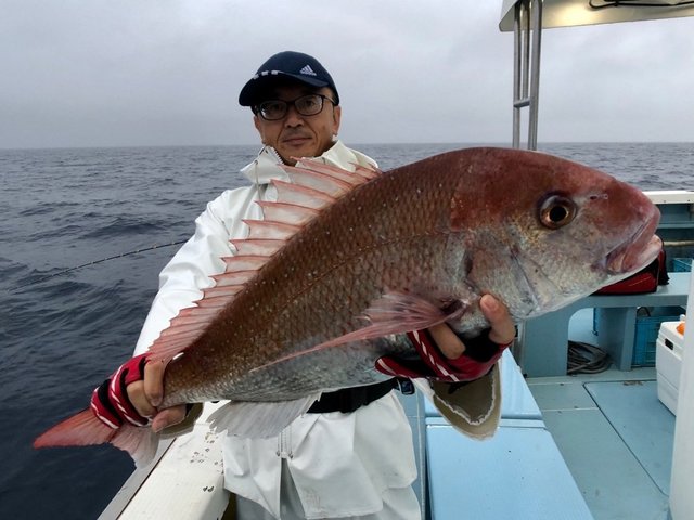 マダイ3 60kg 4匹 の釣果 年9月18日 いとう釣具店 海渡 新潟 直江津漁港 釣割