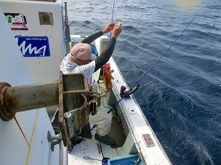 アコウ の釣果 年9月22日 海釣り大好き 鳥取 酒ノ津西波止 釣割