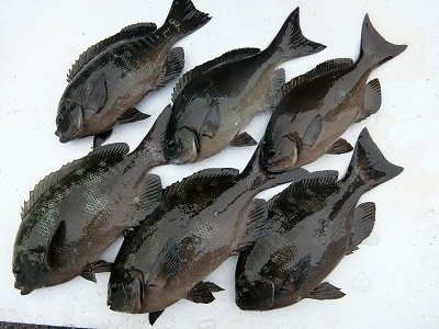 グレ37cm 6匹 の釣果 年9月30日 上野渡船 和歌山 大引港 釣割 グレ37cm 6匹 の釣果 年9月30日 上野渡船 和歌山 大引港 釣割