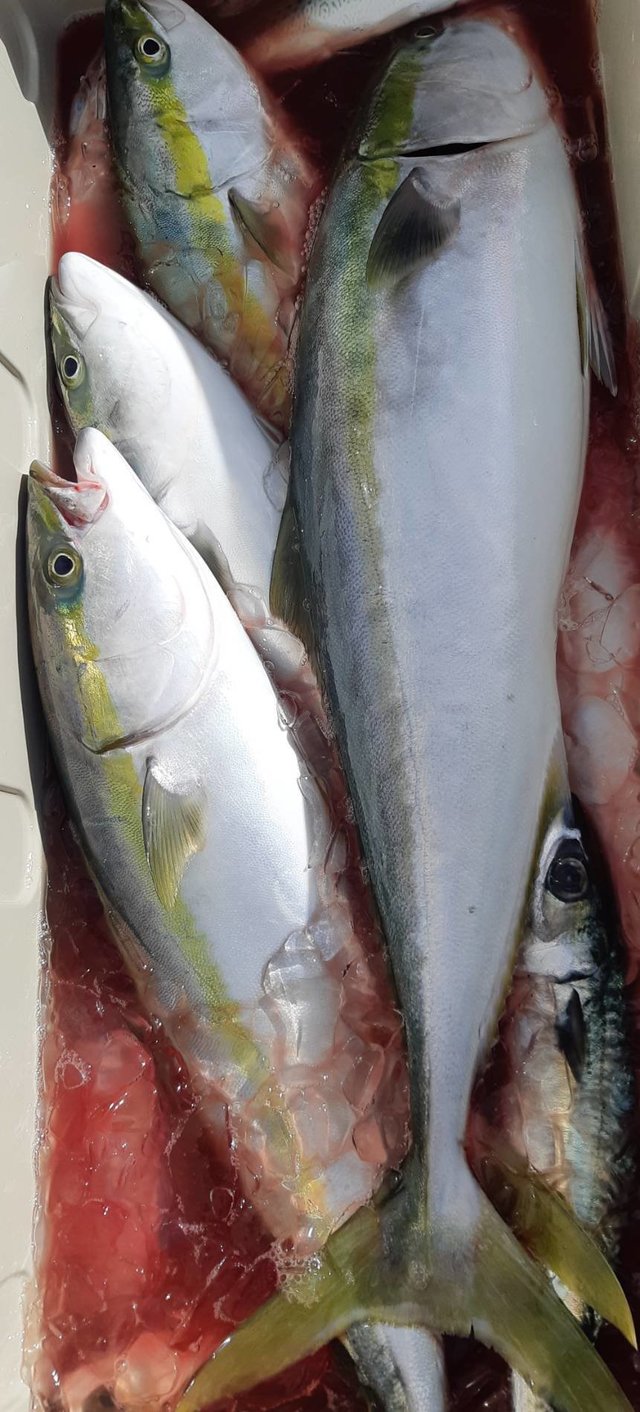 アジ 30匹 の釣果 年11月11日 金寅丸 神奈川 釣割 アジ 30匹 の釣果 年11月11日 金寅丸 神奈川 釣割