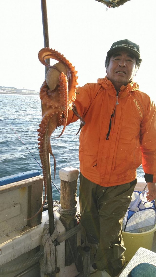 タコ0 80kg 12匹 の釣果 年11月12日 釣り船 福三郎 兵庫 明石浦漁港 船釣り予約 キャスティング船釣り予約