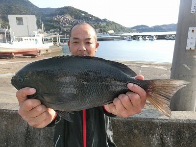グレ43cm 6匹 の釣果 年11月16日 上野渡船 和歌山 大引港 釣割 グレ43cm 6匹 の釣果 年11月16日 上野渡船 和歌山 大引港 釣割