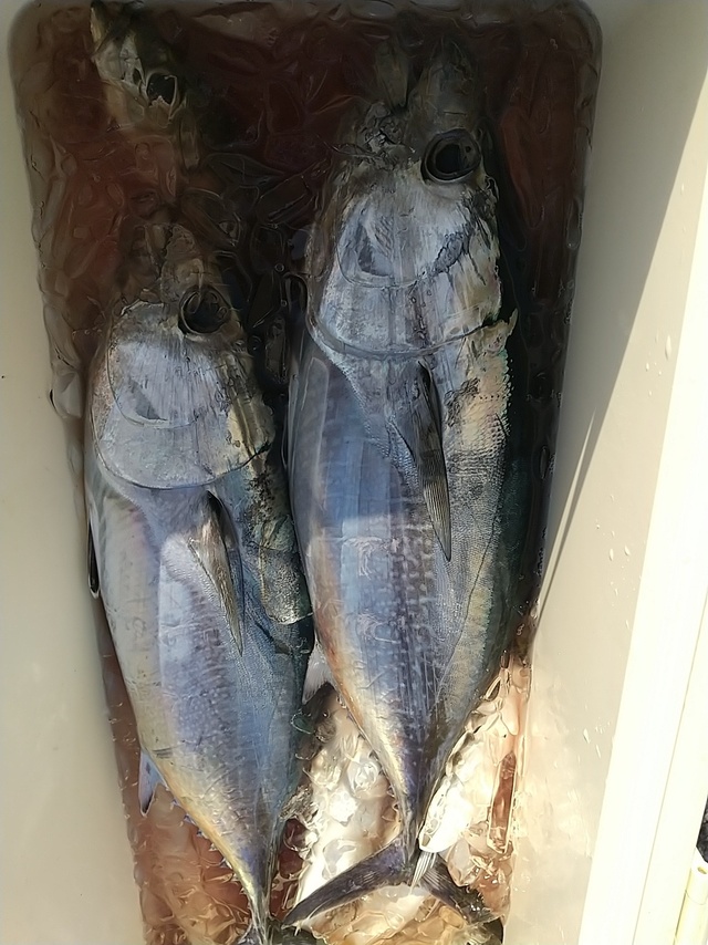 メジマグロ2 50kg 2匹 の釣果 年11月17日 せどおと丸 神奈川 松輪江奈漁港 釣り船予約 釣割