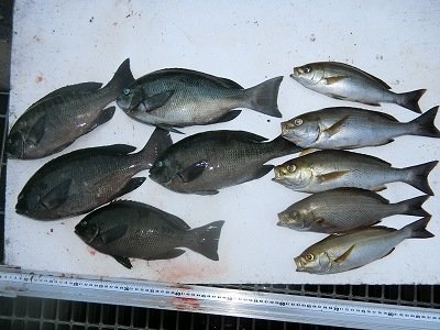 グレ36cm 4匹 の釣果 年11月22日 上野渡船 和歌山 大引港 釣割 グレ36cm 4匹 の釣果 年11月22日 上野渡船 和歌山 大引港 釣割