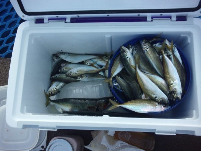 アジ23cm 450匹 の釣果 年11月26日 オリジナルメーカー海づり公園 千葉 千葉港 釣割