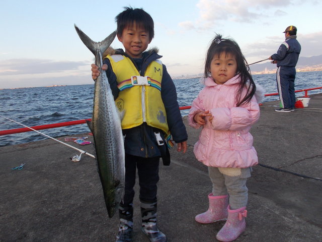 カタクチイワシ8cm 100匹 の釣果 年11月28日 鳴尾浜臨海公園海づり広場 兵庫 その他 釣割
