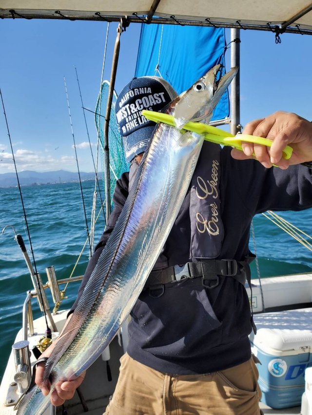 タチウオ の釣果 年11月21日 武士 サムライ 広島 竹原港内明神桟橋 釣り船予約 釣割