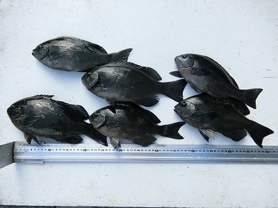 グレ31cm 6匹 の釣果 年12月3日 上野渡船 和歌山 大引港 釣割 グレ31cm 6匹 の釣果 年12月3日 上野渡船 和歌山 大引港 釣割