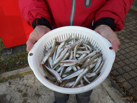 ワカサギ 254匹 の釣果 年12月7日 高滝湖観光 企業組合 千葉 高滝湖 釣割