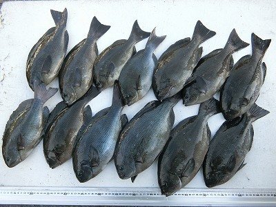グレ35cm 13匹 の釣果 年12月9日 上野渡船 和歌山 大引港 釣割 グレ35cm 13匹 の釣果 年12月9日 上野渡船 和歌山 大引港 釣割