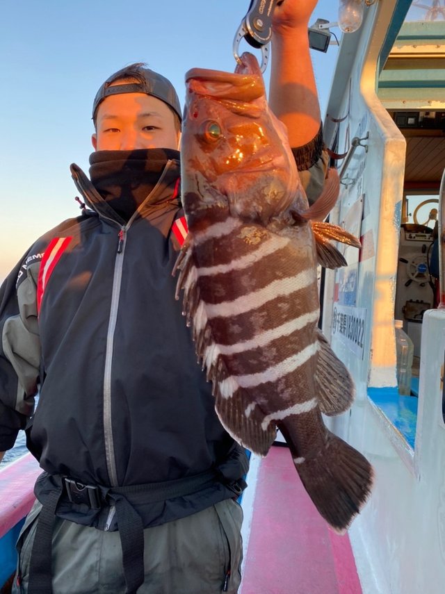 マハタ1 kg 5匹 の釣果 年12月8日 信照丸 千葉 勝浦松部港 釣り船予約 釣割