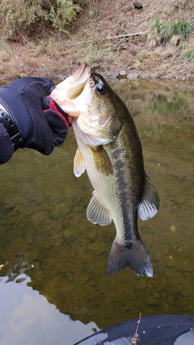 ブラックバス43cm 3匹 の釣果 年12月9日 ともえ 千葉 釣割