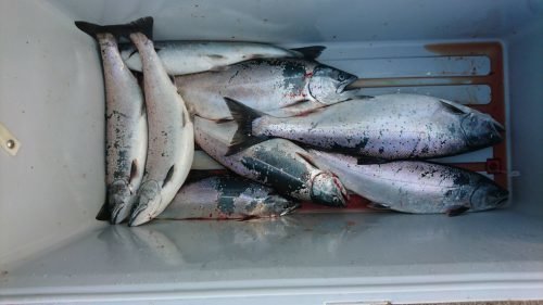 サクラマス の釣果 21年1月13日 フィッシュランド星が浦 北海道 釧路西港 釣割