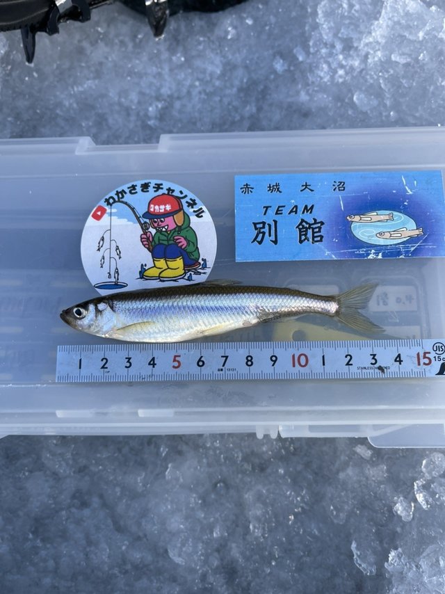 ワカサギ14cm 80匹 の釣果 21年1月18日 青木旅館 群馬 赤城山大沼 釣割