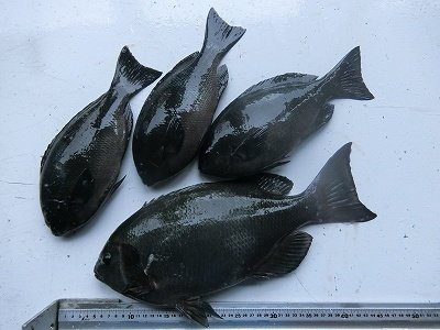 グレ43cm 4匹 の釣果 21年1月23日 上野渡船 和歌山 大引港 釣割 グレ43cm 4匹 の釣果 21年1月23日 上野渡船 和歌山 大引港 釣割