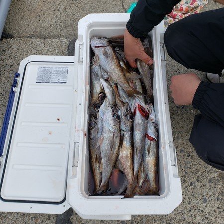 クロムツ 40匹 の釣果 21年1月26日 二宮丸 神奈川 宮川港 船釣り予約 キャスティング船釣り予約
