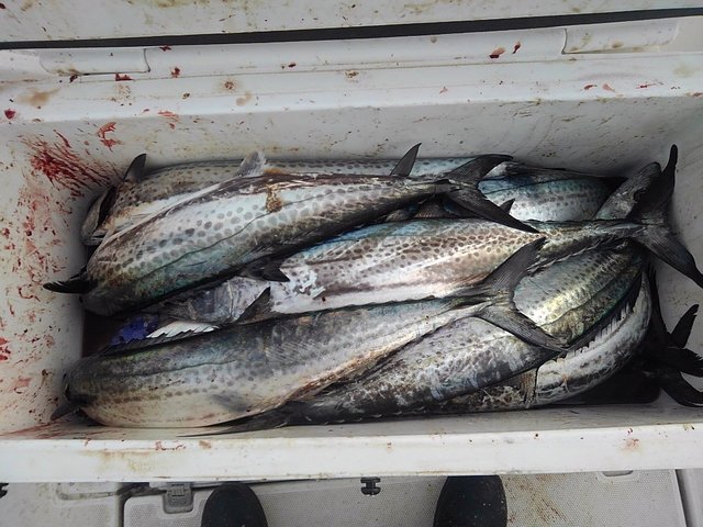 サワラ80cm！26匹！の釣果｜2021年2月10日｜Sea Frog（東京/網平