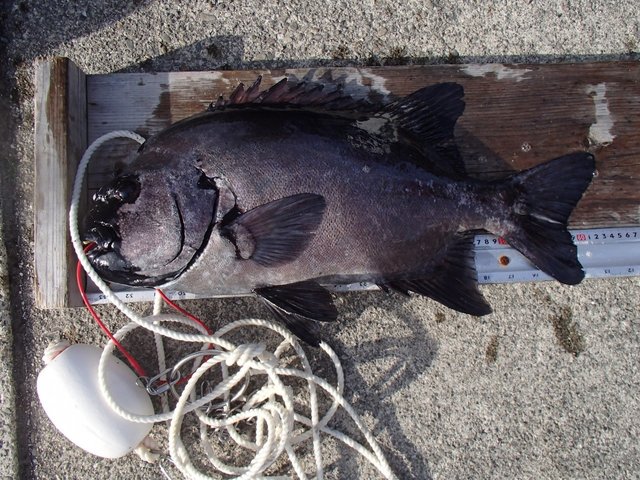 イシダイ64cm！1匹！の釣果｜2021年2月11日｜小川渡船（和歌山/出雲港