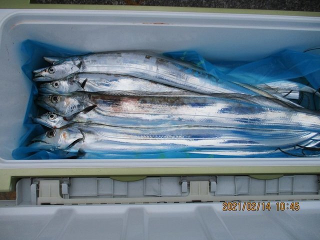 タチウオ 42匹 の釣果 21年2月14日 興津丸 静岡 釣割 タチウオ 42匹 の釣果 21年2月14日 興津丸 静岡 釣割