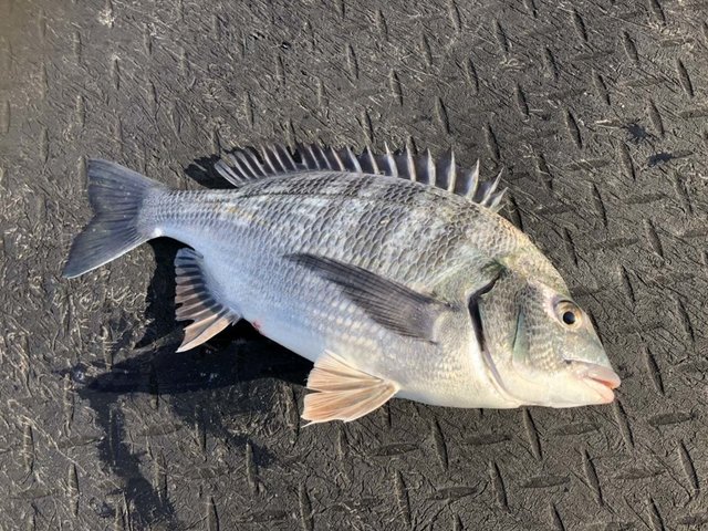 メイタ39cm 1匹 の釣果 21年2月19日 福岡市海づり公園 福岡 その他 釣割
