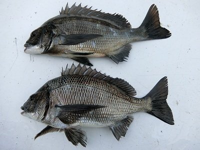 チヌ43cm 2匹 の釣果 21年3月6日 上野渡船 和歌山 大引港 釣割 チヌ43cm 2匹 の釣果 21年3月6日 上野渡船 和歌山 大引港 釣割