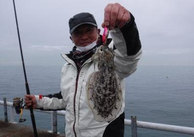 コウイカ の釣果 21年3月6日 とっとパーク小島 大阪 その他 釣割