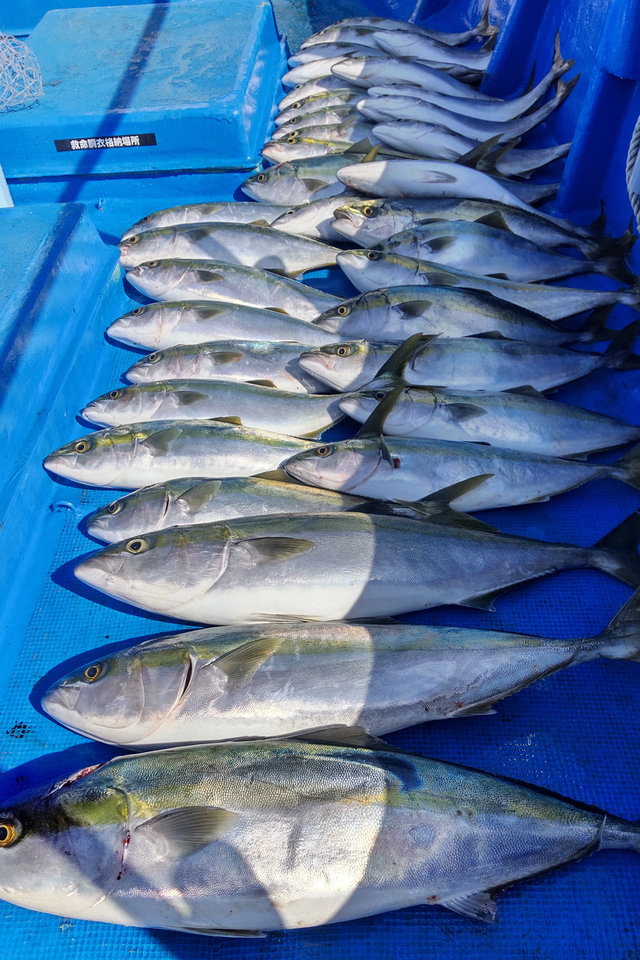 メジロ75cm 3匹 の釣果 21年3月23日 勝丸 和歌山 釣割
