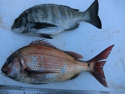 マダイ48cm 1匹 の釣果 21年3月23日 上野渡船 和歌山 大引港 釣割 マダイ48cm 1匹 の釣果 21年3月23日 上野渡船 和歌山 大引港 釣割