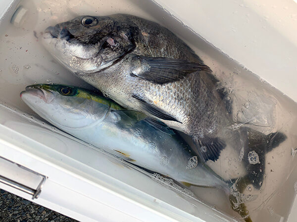 ソゲ の釣果 21年3月24日 一俊丸 神奈川 茅ヶ崎港 釣割