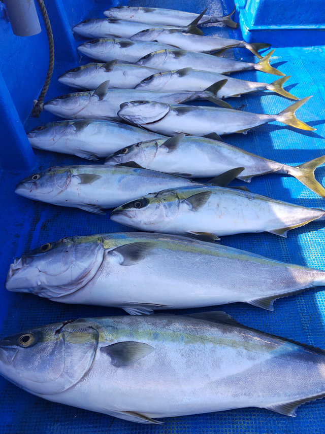 メジロ70cm！2匹！の釣果｜2021年3月26日｜勝丸（和歌山/市堀川沿い 