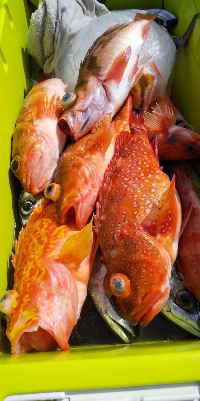 オニカサゴ の釣果 21年4月3日 丸天丸 茨城 波崎新港 船釣り予約 キャスティング船釣り予約