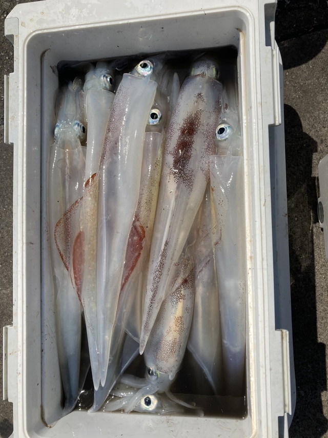 アジ38cm 25匹 の釣果 21年4月12日 勝丸 勝浦 千葉 勝浦港 釣り船予約 釣割