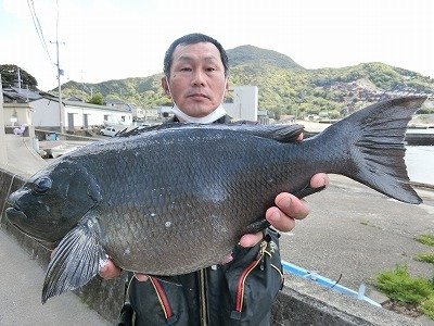グレ52cm 1匹 の釣果 21年4月12日 上野渡船 和歌山 大引港 釣割 グレ52cm 1匹 の釣果 21年4月12日 上野渡船 和歌山 大引港 釣割
