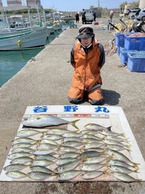 マアジ38cm 42匹 の釣果 21年4月19日 谷野丸 和歌山 南塩屋漁港 釣割