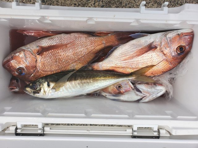 22年2月最新釣果 清勝丸 千葉県 の船釣り釣果情報