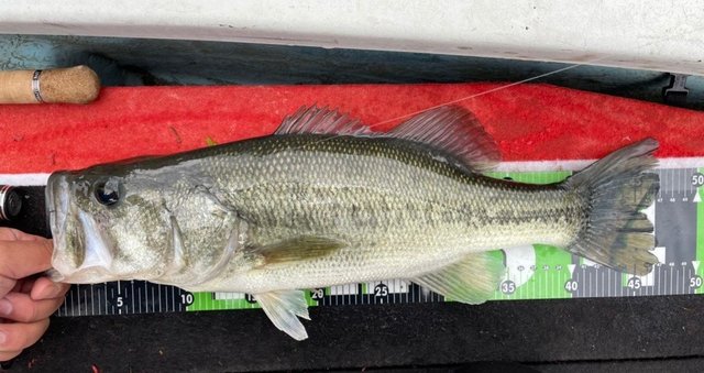 ブラックバス47cm 8匹 の釣果 21年5月5日 Fコテージつばきもと 千葉 釣割